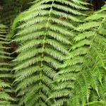 Malt Rest (Otway Park) - Rainforest walk